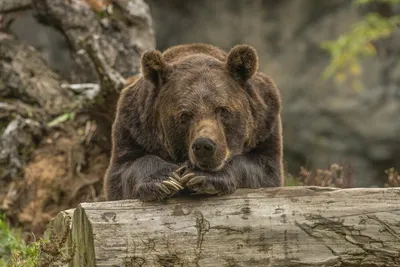 Почему медведь становится шатуном, 4 основных причины