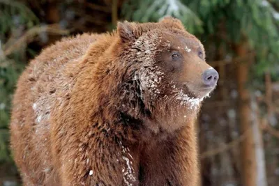 Есть медведь - шатун, а наш медведь - шалун 😈🐻 ⠀ Какое себе только  занятие на Медвежьей горе не найдёт: и гостей танцем порадует, и… |  Instagram