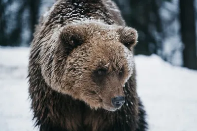 Семья из Новосибирска встретила медведя-шатуна в лесу | Новости – Gorsite.ru