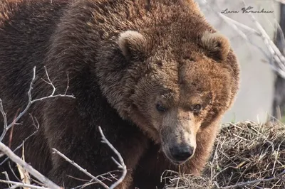 Медведь-шатун напал на сторожа охотничьих угодий в Усть-Камчатском районе –  ИА Камчатка