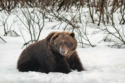 Медведь- Шатун | Козлов Александр — купить в интернет-магазине по низкой  цене на Яндекс Маркете