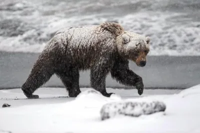 В Усинске появился медведь-шатун - Российская газета