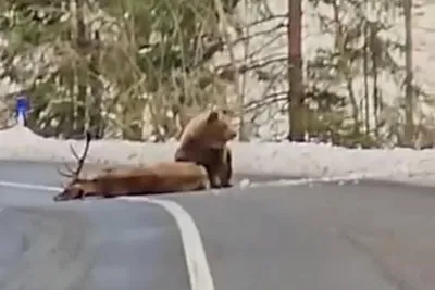 Медведь-шатун насмерть задрал лесозаготовителя