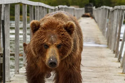 Медведь-шатун напал на сторожа на Камчатке | Происшествия