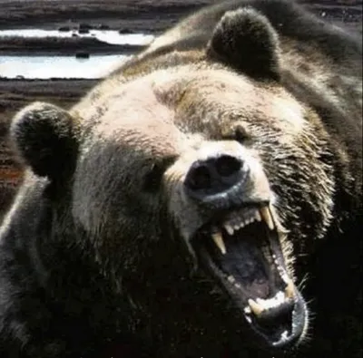 Медведь-шатун в Эссо на Камчатке убил двух собак в питомнике | ПРОИСШЕСТВИЯ  | АиФ Камчатка