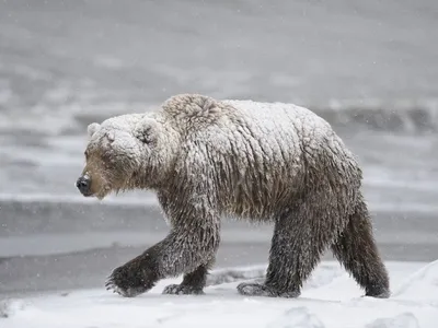 Крови попробовал»: в Приморье медведь-шатун порвал пенсионера прямо в  городе ▸ Amur.Life