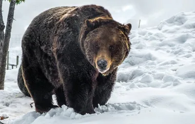 Несколько интересных фактов из жизни медведя «шатуна» | Пикабу