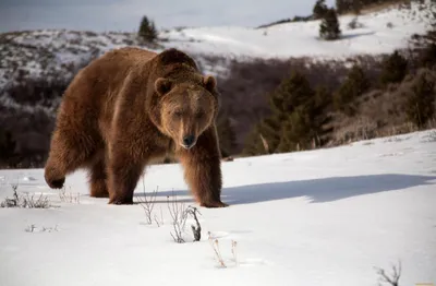 Медведь-шатун в зимней тайге» — создано в Шедевруме
