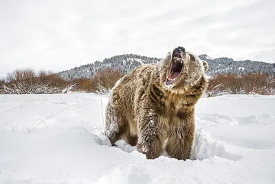 Медведь-шатун набросился на лесозаготовщиков в Республике Коми - Газета.Ru  | Новости