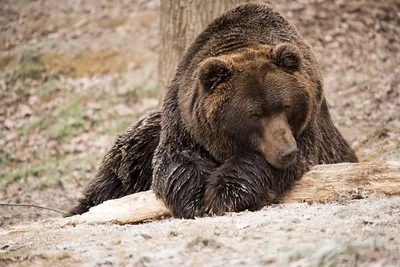 Краснокнижный медведь-шатун продолжает блуждать по клинским лесам