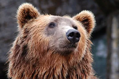 В Коми медведь-шатун снял скальп с лесозаготовщиков | 03.12.2023 |  Подмосковье - БезФормата