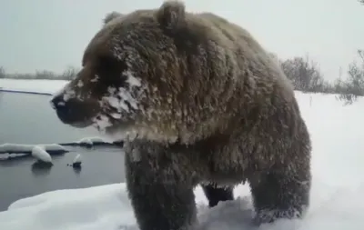 На Камчатке медведь-шатун загнал двух женщин на дерево