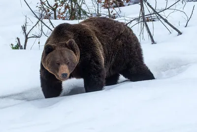 Вишерский заповедник показал, как выглядит дом после визита медведя-шатуна.  Фото 19 января 2021 г - 19 января 2021 - 59.ru