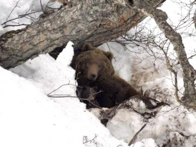 Новости Музей природы