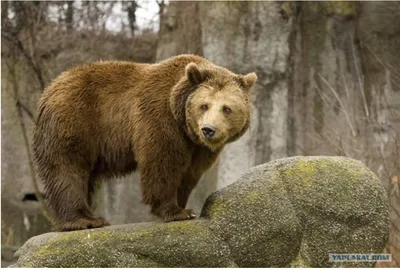 Занимательная этимология: почему медведь так называется и что значит слово  берлога?