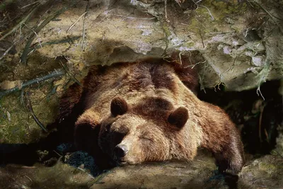 Почему голодные хищники боятся трогать медведей, когда они спят в берлоге |  Заметки о животных | Дзен