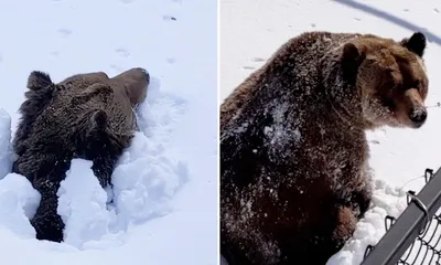 Бурые медведи попали на видео в Нижне-Свирском заповеднике - Новости РГО