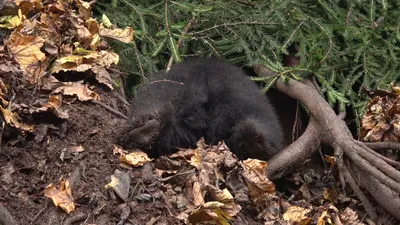 В Ярославском зоопарке медведей проводили в спячку - 26 ноября 2018 - 76.ru