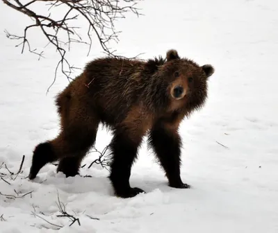 Медведь в спячке рисунок (большое количество фото) - drawpics.ru