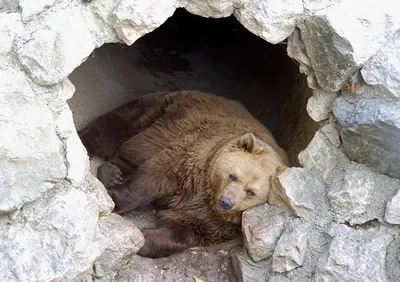 Спит медведь в своей берлоге, автор Олейник Софья Александровна
