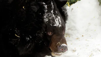 ❄️ Охота на медведя в берлоге зимой: сроки, способы, подготовка и  снаряжение|GetHunt