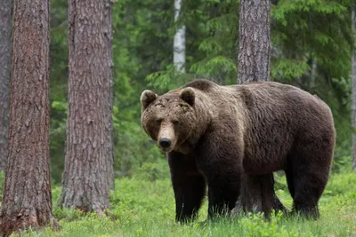 Медведь в лесу — что делать и как спастись. Рекомендации специалистов -  DZR.BY