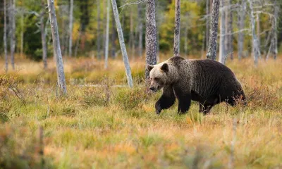 Из-за нашествия медведя жителей региона просят не ходить в лес | Новости –  Gorsite.ru