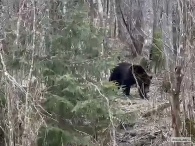 Смоляне встретили гуляющего по лесу медведя | Быстрые новости Смоленска  «SmolDaily»
