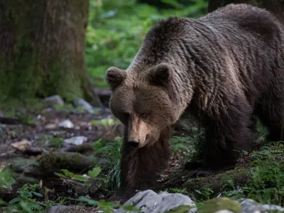 Что делать, если встретились с медведем в лесу – Белгосохота