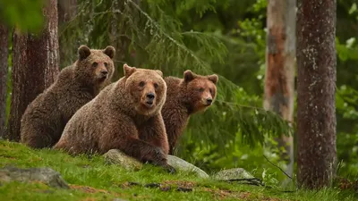 Медведь чешется. Бурый медведь в лесу летом. Стоковое Фото - изображение  насчитывающей развилки, опасно: 188643342