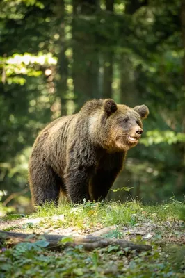 Медведь вышел к людям из леса около Ждановичей — видео - Минская правда