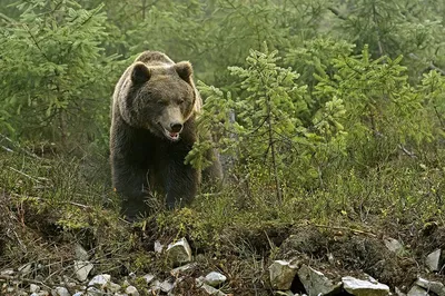 Бурый медведь в лесу | Премиум Фото