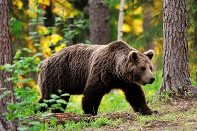 Фотообои «Медведь в лесу» - купить в интернет-магазине Ink-project с  быстрой доставкой
