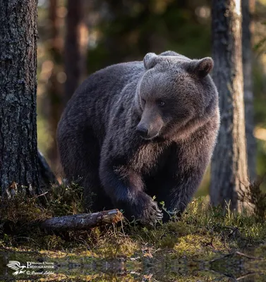 Онлайн пазл «Медведь в лесу»