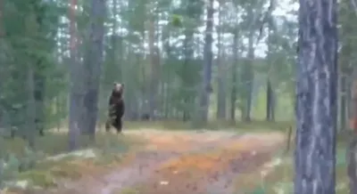 Фото Бурый медведь в лесу