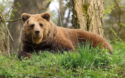 Медведь живущий в лесу - 76 фото