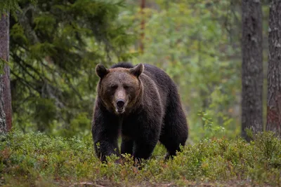 Евразийский Бурый Медведь Лесу Урсус Арктос Арктос стоковое фото ©Wirestock  537258826