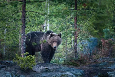 Досье Пандоры» установило: оказывается, медведи гадят в лесу (News Thump,  Великобритания) (News Thump, Великобритания) | 07.10.2022, ИноСМИ