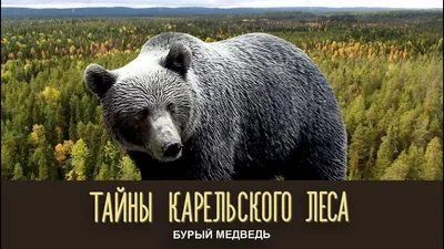 Участились встречи медведя с людьми. Что делать, если в лесу вы встретили  косолапого? — Новости в Поставах