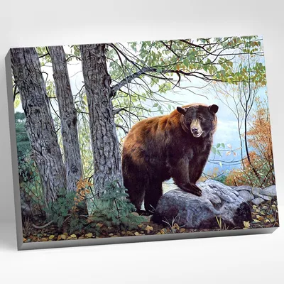 Медведь в лесу - фото и картинки: 30 штук