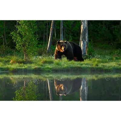 Медведь в лесу. Скайрим. Игра. Rtx…» — создано в Шедевруме