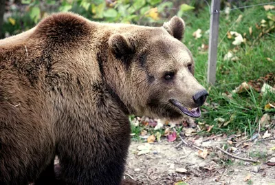 Фотоохотник из Палеха снова встретился с медведем в лесу