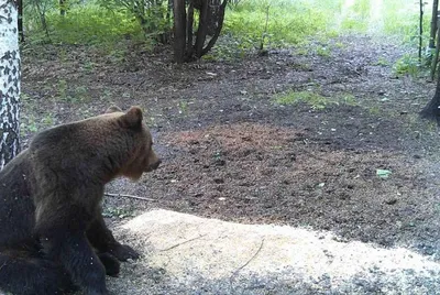 Бурый медведь — это очень выносливый и опасный хозяин леса | Животные | WB  Guru