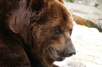 Картина по номерам 40х50 Бурый медведь в лесу - купить с доставкой по  выгодным ценам в интернет-магазине OZON (1020447814)