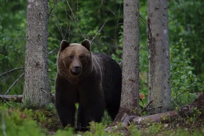 Купить Фотообои бурый медведь в лесу возле реки на стену. Фото с ценой.  Каталог интернет-магазина Фотомили