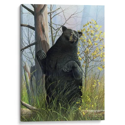 Бурый Медведь Лесу Взрослый Большой Коричневый Медведь Научное Название  Ursus стоковое фото ©SURZet 314091312