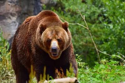 Видеоловушка поймала бурого медведя в лесу Ленобласти, пока он метил  территорию