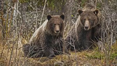 Медвежья услуга: как в России выпускают на волю ручных медведей | Такие Дела