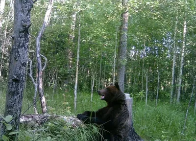 Картина на холсте \"Огромный медведь в лесу\"