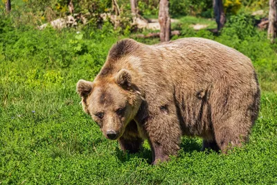 День медведя: егерь рассказал, как в Южной Осетии берегут хозяина леса -  13.12.2021, Sputnik Южная Осетия